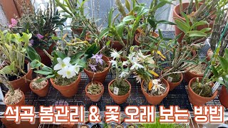 석곡 봄관리 & 석곡 꽃 오래보는 방법!! Dendrobium spring care