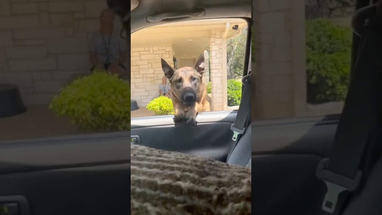 Malinois Bite Training #belgianmalinois #guardianmalinois #dogobedience #dogtraining #malinois