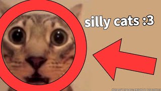 Cover art for 3 minutes of cat videos over Heaven Knows I'm Miserable Now