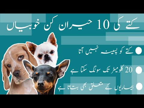 10 Surprising Total Characteristics of Dogs/کتے کی 10 حیران کن خوبیاں/Abdul Television.