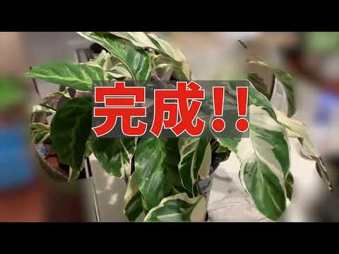 フィットニアの維持はゆっくり成長し、ゆっくりと開花します