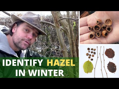 How To Identify Hazel in Winter