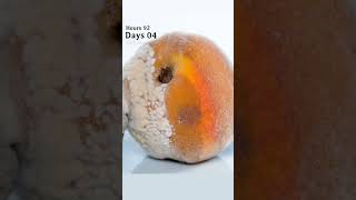 Pet mold eating fresh peach