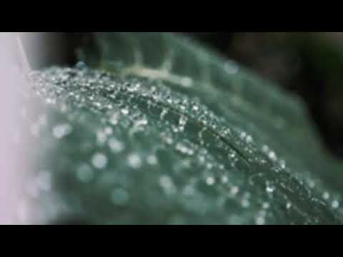 Nuha Bahrin, Naufal Azrin - CASABLANCA_Cover_by_ NISSA SABYAN