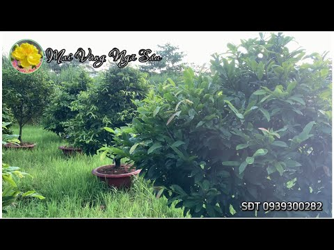 Từ tháng 8 trở về sau có sử dụng N3M thế nào cho đúng và hiệu quả