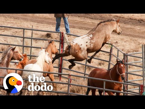 5 Horse Rescues That Will Make You Believe In Miracles | The Dodo