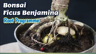 Download lagu Root Programme Bonsai Ficus @therisingofroninbonsai mp3