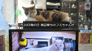 【時を越えて奇跡の共演】白猫ミミちゃん＆三毛猫フミちゃん！