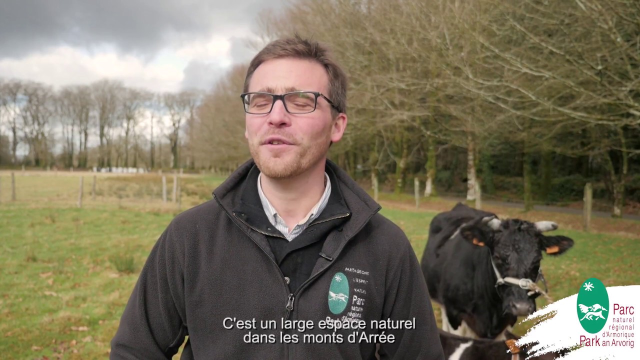 Rencontre avec la vache Bretonne Pie Noir en Armorique !