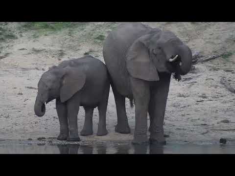 Djuma: Elephant cow and calf get a drink-Hyena also runs by - 18:04 - 10/16/20