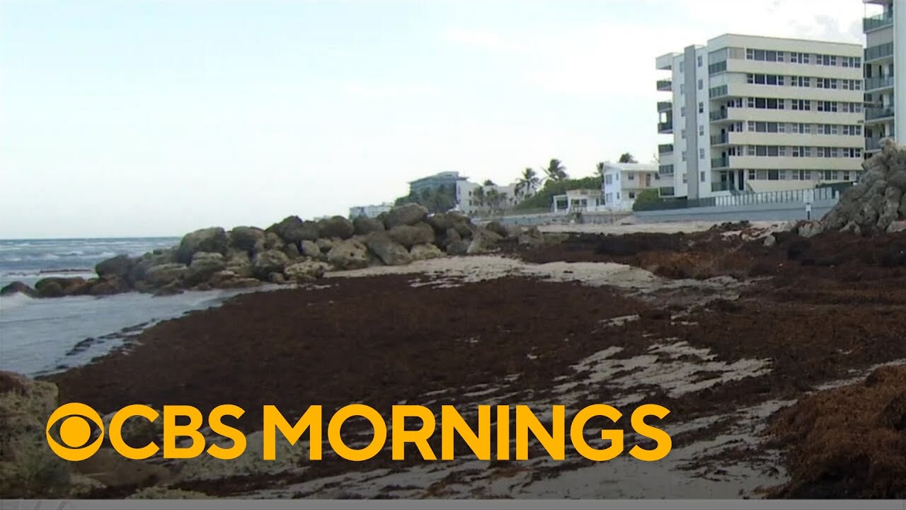 Record amount of sargassum seaweed found on Florida coast: "It stinks"