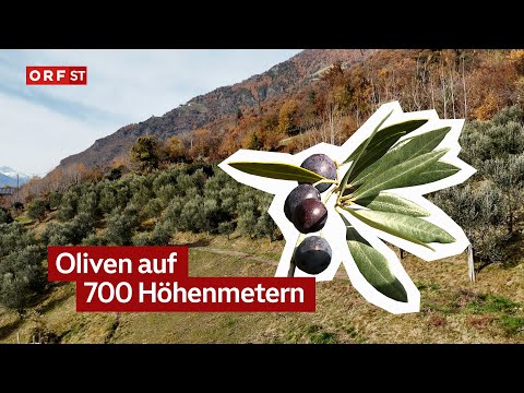 Olives grow at high altitude here | South Tyrol Today, November 14, 2025