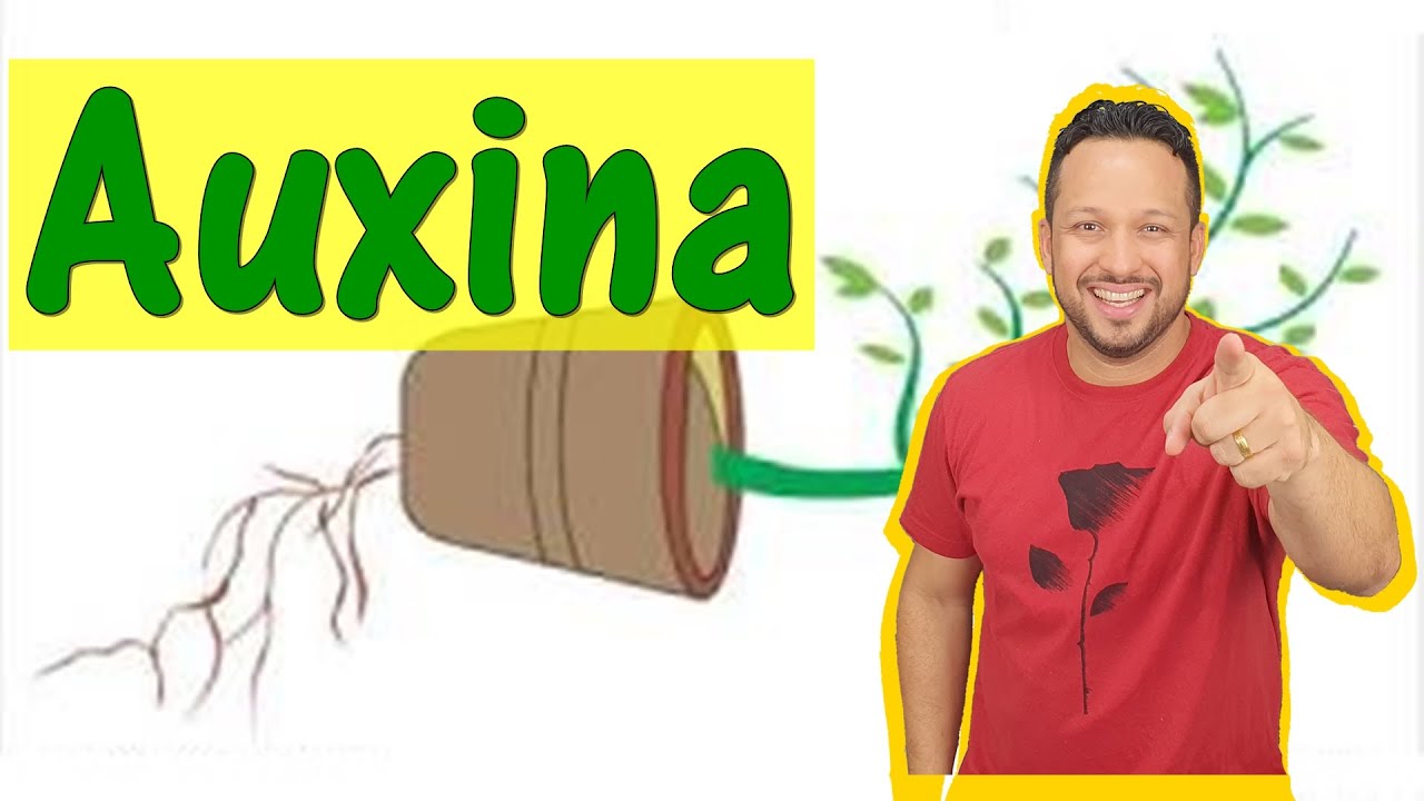Auxina - Fitormônios ou Hormônios Vegetais - Fisiologia Vegetal - Botânica