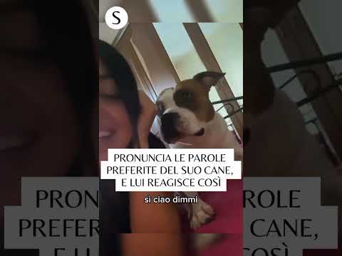 She says her dog's favorite words, and he reacts like this...