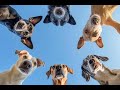 The Spy Dog SkyDog Full Movie For Kids Family