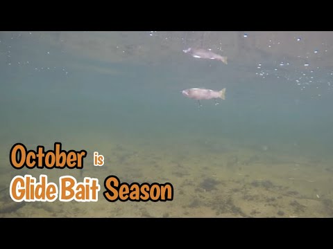OCTOBER IS THE BEST MONTH TO FISH BIG GLIDE BAITS! THE DEPS SLIDE SWIMMER 250