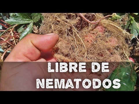 , title : 'COMO ELIMINAR NEMATODOS DE TU HUERTO(AGRICULTURA ORGÁNICA)'
