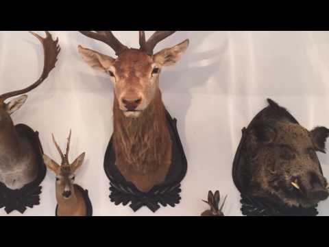 Jagdschule Falkenhorst