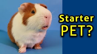 Are Guinea Pigs Easy Pets?