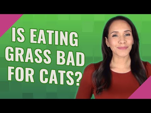 Is eating grass bad for cats?