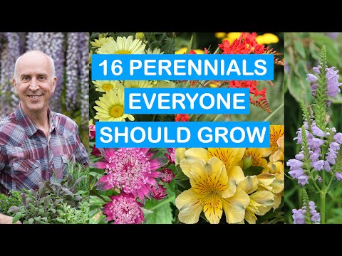 16 MUST-HAVE PERENNIALS FOR EVERY GARDEN – LONG-LASTING SUMMER COLOUR