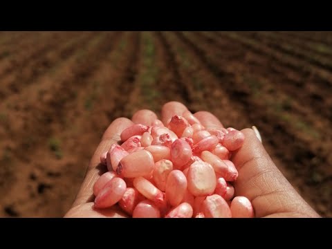 Planting Maize using Conservation Agriculture Method