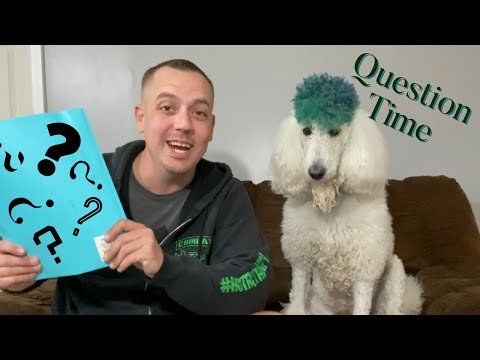 YouTube video about: Can poodles be service dogs?