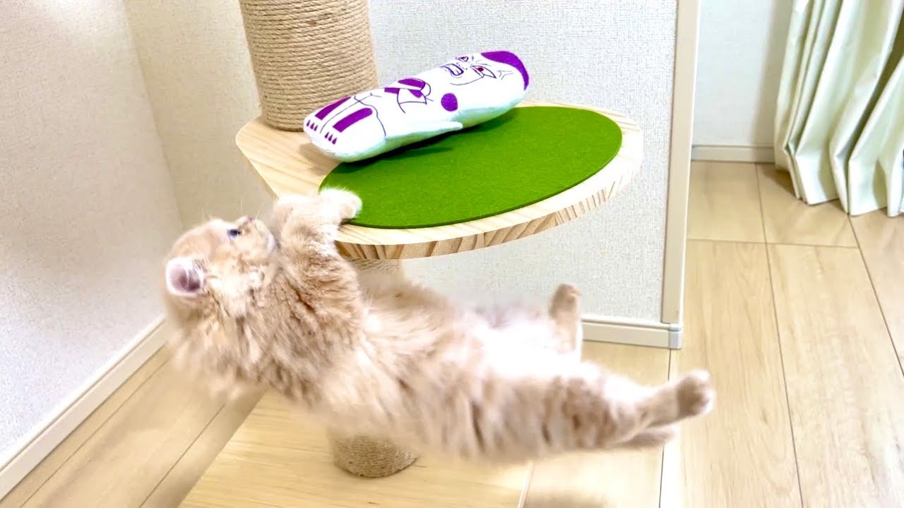 知育のため届かない場所にオモチャを置いたら、懸垂し始めた子猫www