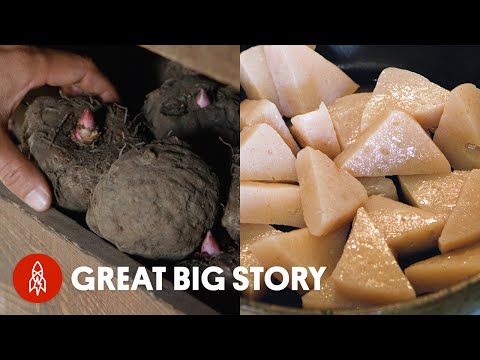 日本の農家がこんにゃく芋のために音楽を奏でる理由 (Why This Japanese Farmer Plays Music for His Konnyaku Potatoes)