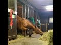 Horse Steals A Quick Snack
