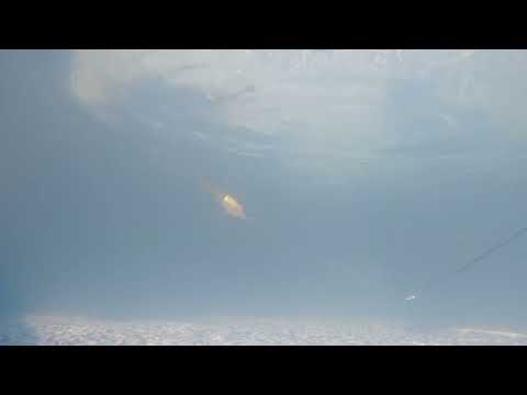 Deps slide swimmer shudder tail 175