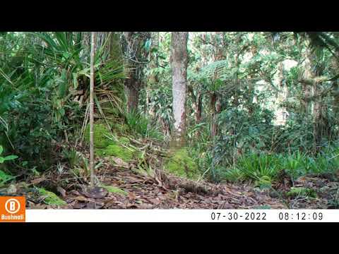 Registro en fototrampeo de Fauna Silvestre de Pitalito Huila - Piaya cayana