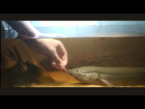 Bahník africký (Protopterus annectens) — video o chove a starostlivosti