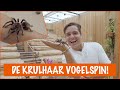 Wat maakt deze vogelspin zo bijzonder? | DierenpraatTV