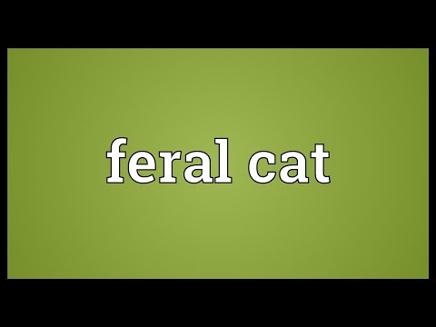 Feral cat Meaning