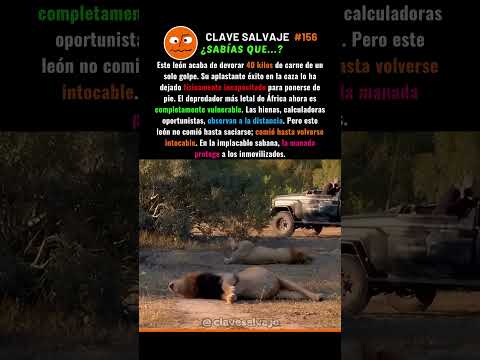 ¡La Parálisis Del Depredador! 🥶 156% #leones #naturaleza #áfrica