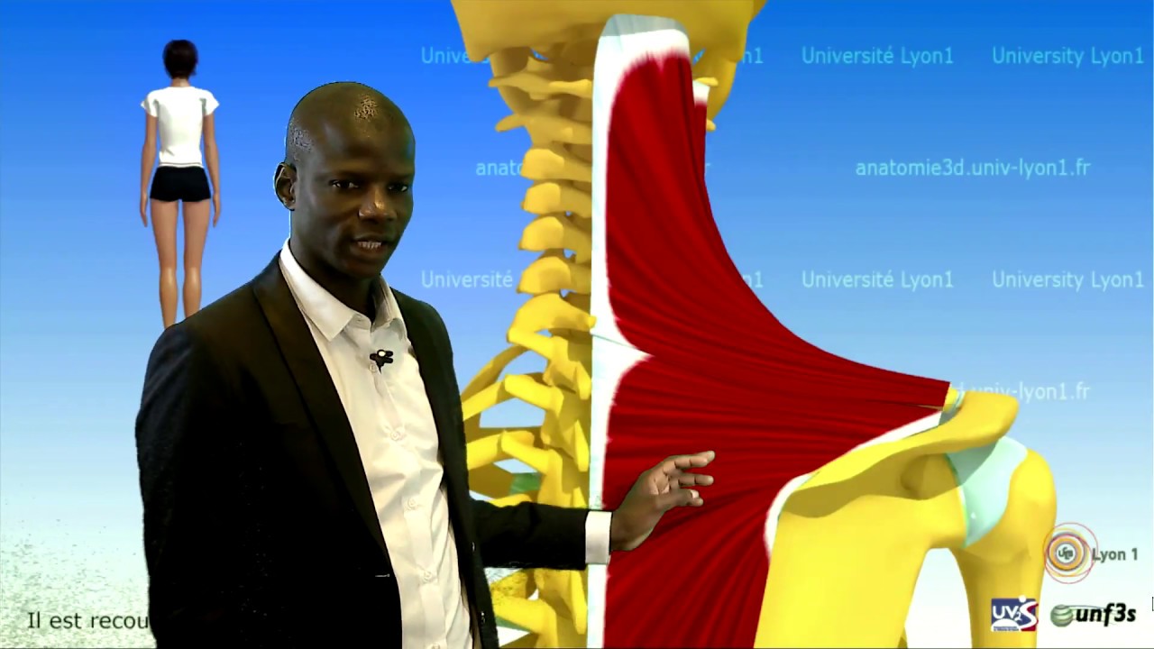 Anatomie des muscles Elévateur de la scapula et Rhomboides