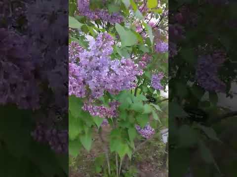 インディアンライラックの種を集める方法は？  庭園