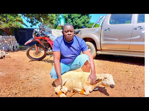 Butchering A White Sheep 🐏🐑 And Cooking Lamb Intestines And Stomach the Zambian Way