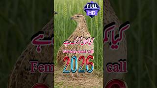 Download lagu Madi Batair Ki Kirk ,Female Quail Sound Calling,Quail Hunting Call Sound#youtubeshorts#birds#shorts mp3