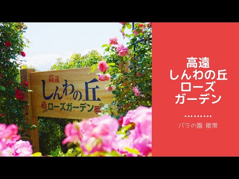 【いなのいろ＃２】バラ園散策 　高遠「しんわの丘ローズガーデン」～長野県伊那市高遠町～