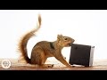 Watch These Frustrated Squirrels Go Nuts Deep Look