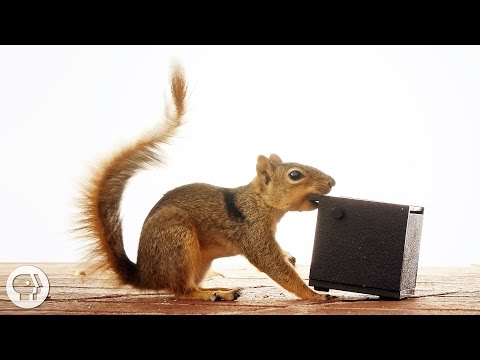 これらのイライラしたリスはナッツを行く見てください| ディープルック (Watch These Frustrated Squirrels Go Nuts! |  Deep Look)