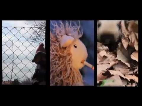 Rogue Steady Orchestra - Das Knacken In Der Leitung