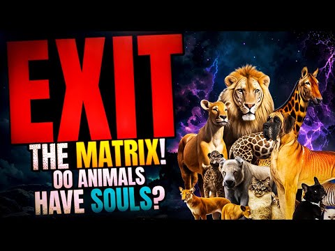 Do Animals Have Souls Like Us?