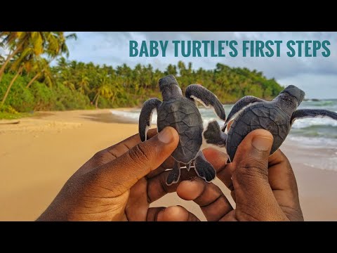 Baby Turtle's First Steps | CEYLON TURTLE TALES