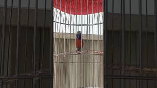 Download lagu konin suara alam , tembakan asli suara alam kolibri ninja #kolibrininjaindonesia mp3 Download lagu konin suara alam , tembakan asli suara alam kolibri ninja #kolibrininjaindonesia mp3