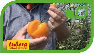 Die Fleischtomate 'Orange Wellington'