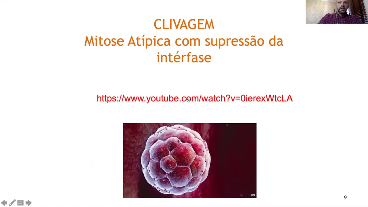 CLIVAGEM E DESENVOLVIMENTO INICIAL EM MAMÍFEROS - VET/UNESP