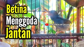 Download lagu PRENJAK BETINA [ MASTERAN PRENJAK BETINA Gacor Menggoda Jantan, di jamin Auto Nyahut bunyi ] mp3